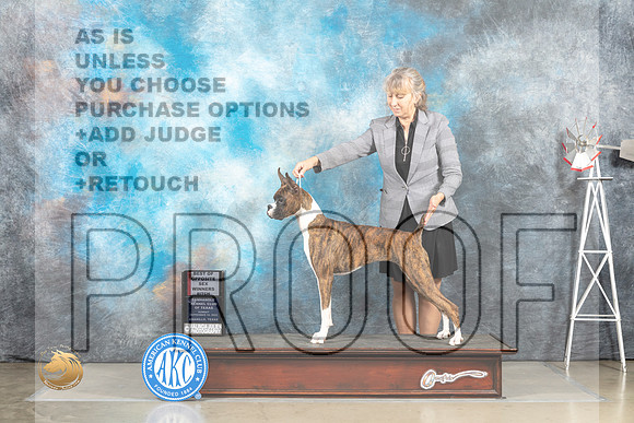 Boxer #8 Sun WBBOS Judge Joan Liebes_MJ_4898_Amarillo_2022_HR3