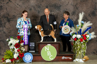 Beagle 15 #35 Wed RWD Judge Nanette  Prideaux