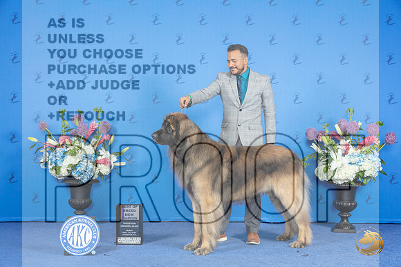 Leonberger #7 FRI BOB NC Judge Douglas Johnson r__JP_0222_Houston_2024_HR3