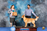 Golden Retriever #82 WED BOPSw Judge Maura Phelan
