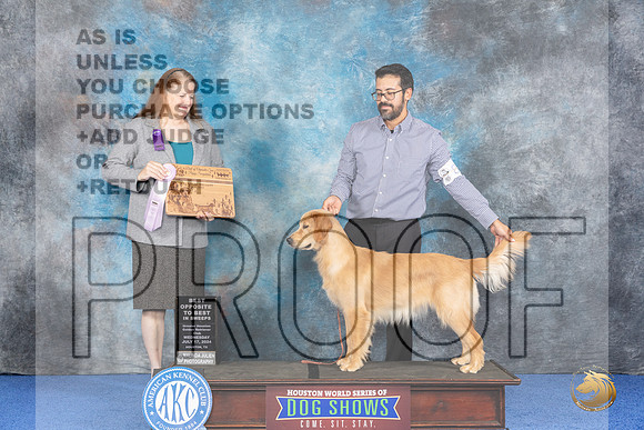 Golden Retriever #82 WED BOPSw Judge Maura Phelan__JP_6510_Houston_2024_HR3