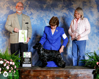English Cocker #8 Fri Best in Sweeps