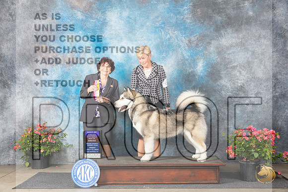 Alaskan Malamute #6 Fri BOBOHBOB Judge Wendy G Willhauck__JP_4044_San Antonio_2024_HR3