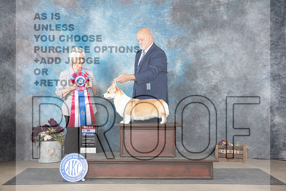Pembroke Welsh Corgi #6 Sun BIS Judge Gloria Kerr__JP_8146_Belton_2024_HR3
