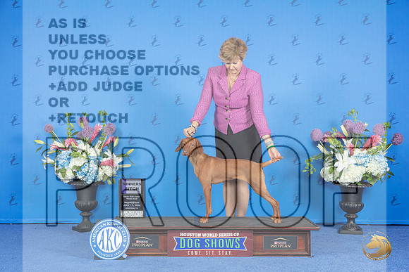 Vizsla #14 WED WB Judge Ann Yuhasz r__JP_0003_Houston_2024_HR3