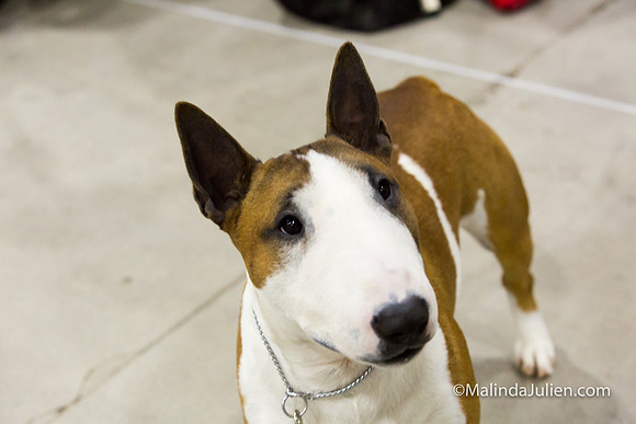 Miniature Bull Terrier #7 Thurs Cedar Baldridge-SanAntonio2018-HR3-9