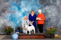 Bulldog #12 Sun OHRBIS Judge Wendy G Willhauck