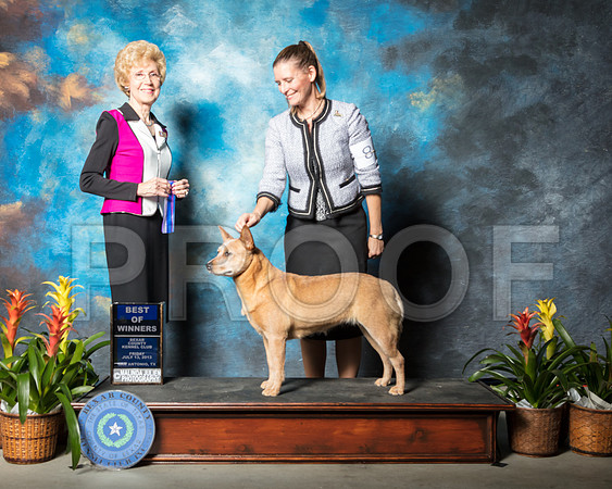 Australian Cattle Dog #8 Fri BOW Mari Bailey Judge June Penta Agent Barbara WeinerSSR_1913-SnAntonio2018-HR3
