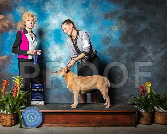 Australian Cattle Dog #8 Fri BOW Mari Bailey Judge June Penta Agent Barbara WeinerSSR_1911-SnAntonio2018-HR3