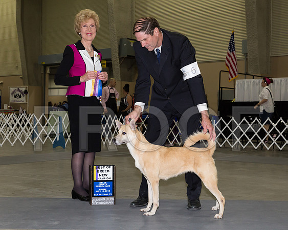 Canaan Dog #6 Fri BOB NCh Grider Steve Carole Laura Montevada Judge June Penta_JJ_3766-SnAntonio2018-HR3