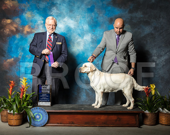 Labrador Retriever #44 Fri WB Maj Somoza Fernando Judge Dr Gerald Penta-2SSR_1956-SnAntonio2018-HR3