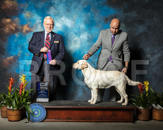 Labrador Retriever #44 Fri WB Maj Somoza Fernando Judge Dr Gerald Penta-2SSR_1957-SnAntonio2018-HR3