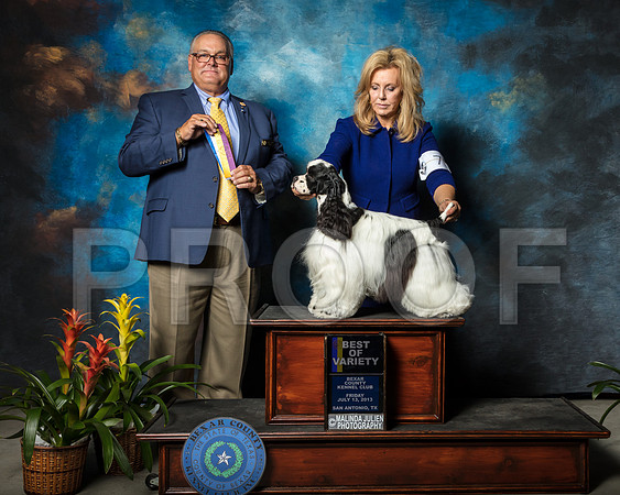 Cocker Spaniel Parti #7 Fri BOV Higdon Tonya Judge John LucasSSR_2031-SnAntonio2018-HR3