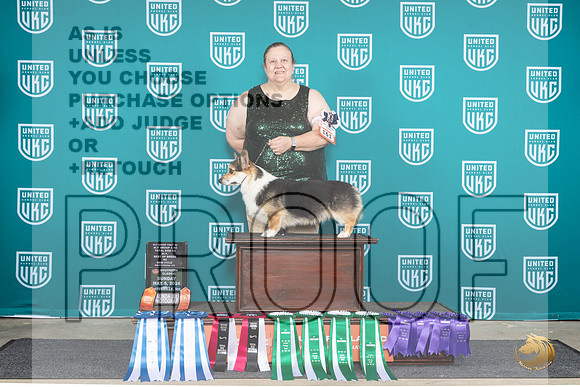 Pembroke Welsh Corgi #161 Sun__JP_6711_BatesvilleMS_2024_HR3
