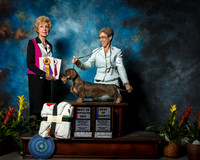 Dachshund Wirehaired #12 Fri BOS Ray Shirley Judge June Penta Agent Cheri Koppenhaver