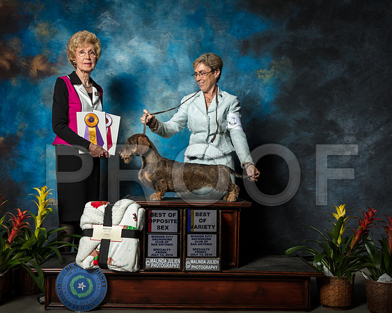 Dachshund Wirehaired #12 Fri BOS Ray Shirley Judge June Penta Agent Cheri KoppenhaverSSR_2085-SnAntonio2018-HR3