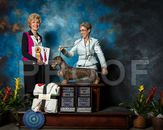 Dachshund Wirehaired #12 Fri BOS Ray Shirley Judge June Penta Agent Cheri KoppenhaverSSR_2087-SnAntonio2018-HR3