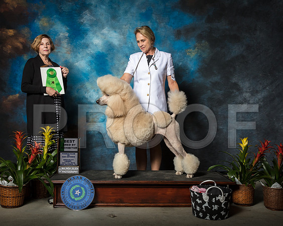 Poodle Standard #34 Fri BBE Stone Sharee Judge Dr Wanda SpediacciSSR_2118-SnAntonio2018-HR3