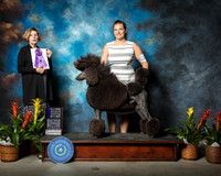 Poodle Standard #7 Eaton Katie Sheree Stone Judge Wanda Spediacci