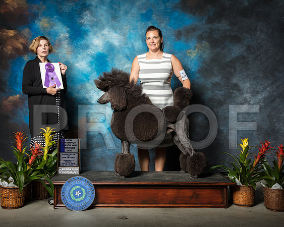 Poodle Standard #7 Eaton Katie Sheree Stone Judge Wanda SpediacciSSR_2110-SnAntonio2018-HR3