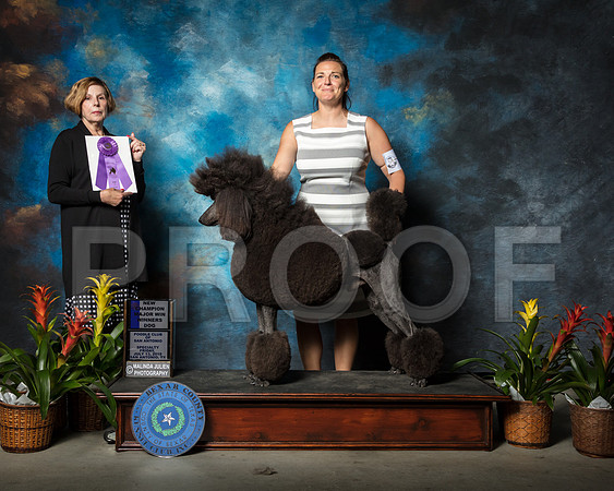 Poodle Standard #7 Eaton Katie Sheree Stone Judge Wanda SpediacciSSR_2112-SnAntonio2018-HR3