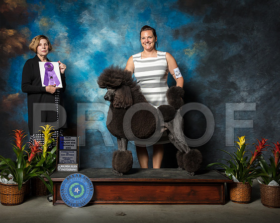 Poodle Standard #7 Eaton Katie Sheree Stone Judge Wanda SpediacciSSR_2114-SnAntonio2018-HR3