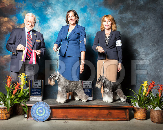 Schnauzer Miniature #10 #11 Fri BOB BOS Harris Carol Henning Jackie Connie Krohn Judge Dr Gerard PentaSSR_2151-SnAntonio2018-HR3