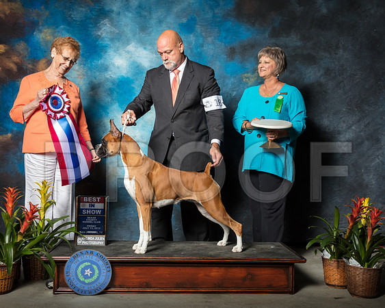 Boxer #18 Fri BIS Robbins Keith Cheryl B Wagaman D Caywood Judge Patricia Hastings Agent Michael ShepherdSSR_2265-SnAntonio2018-HR3
