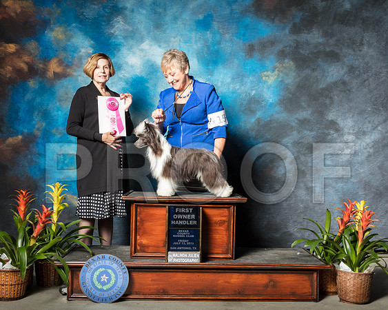 Chinese Crested #15 Fri OHG1 Golden Debi Viva Whittler Judge Dr Wanda SpediacciSSR_2295-SnAntonio2018-HR3