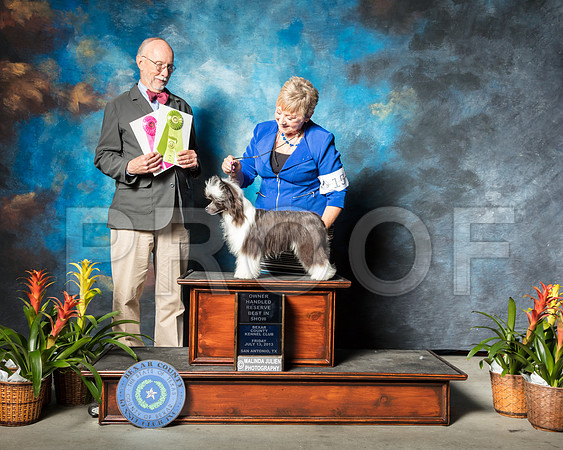 Chinese Crested #15 Fri OHRBIS Golden Debi Viva Wittler Judge Ronald HornSSR_2279-SnAntonio2018-HR3