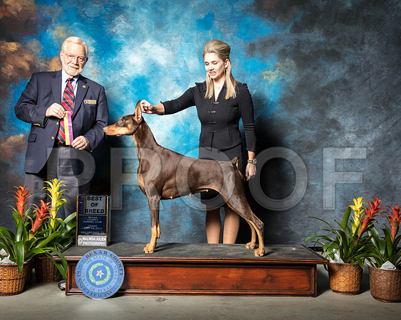 Doberman Pinscher #10 Fri BOB Claggett Susan Ahslee Charles Sai Jokai Judge Dr Gerard PentaSSR_2172-SnAntonio2018-HR3
