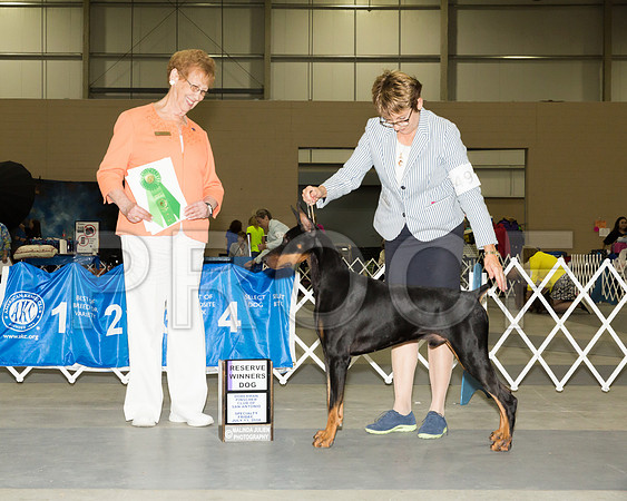 Doberman Pinscher #49 Fri RWD Singh Betty Judge Patricia Hastings_JJ_3825-SnAntonio2018-HR3