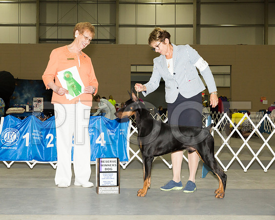 Doberman Pinscher #49 Fri RWD Singh Betty Judge Patricia Hastings_JJ_3826-SnAntonio2018-HR3