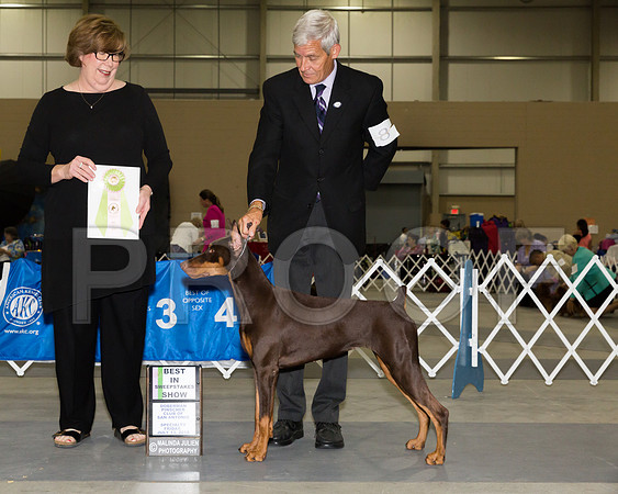 Doberman Pinscher #8 Fri Best Puppy Field Miller Jeanne Judge Patricia Hastings_JJ_3811-SnAntonio2018-HR3