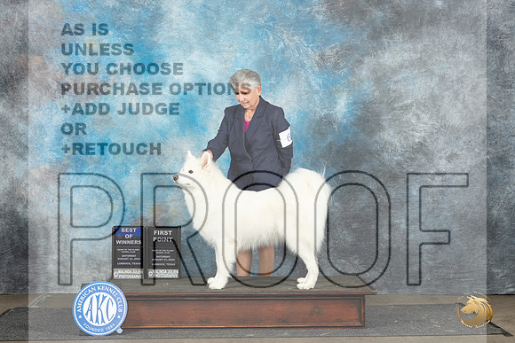 Samoyed #6 Sat BOW Judge Debra Thornton__JP_3650_Lubbock_2024_HR3