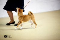 Shiba Sun Ring S1