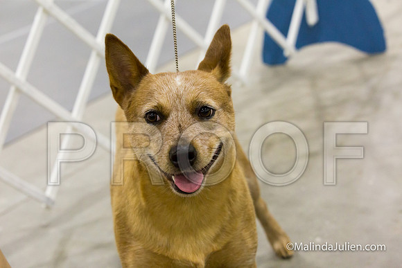 Australian Cattle Dog #8 Sat Mari Bailey-SanAntonio2018-HR3-13