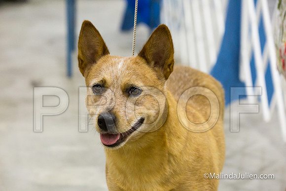 Australian Cattle Dog #8 Sat Mari Bailey-SanAntonio2018-HR3-18