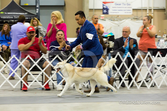 Siberian Husky Sat Group Elvin-SanAntonio2018-HR3-22