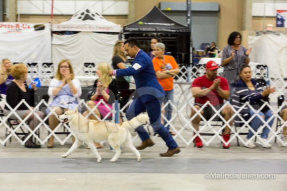 Siberian Husky Sat Group Elvin-SanAntonio2018-HR3-5