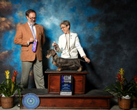 Dachshund Smooth #10 Sun WB Maj Chevrette Gayle John Bobby Sandoval Cyndy Sneff Judge Steve Allmand