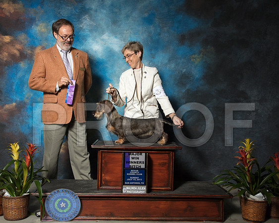 Dachshund Smooth #10 Sun WB Maj Chevrette Gayle John Bobby Sandoval Cyndy Sneff Judge Steve AllmandSSR_2426-SnAntonio2018-HR3