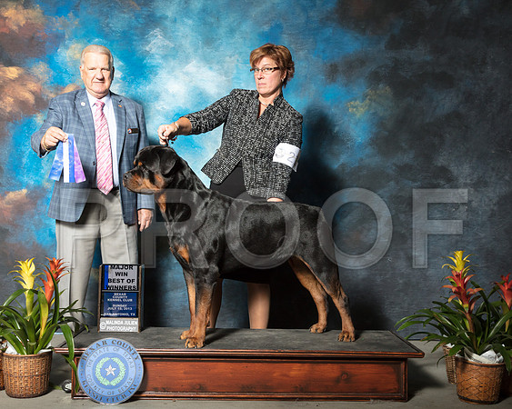 Doberman #21 Sun BOW WILBANKS Lauren Laura Hernandez Judge James NoeSSR_2510-SnAntonio2018-HR3