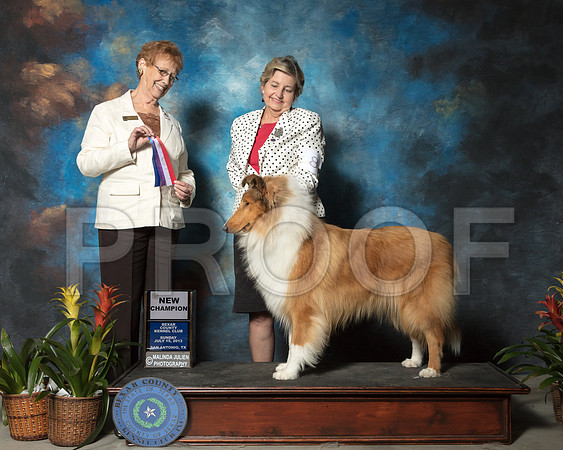 Collie Rough #8 Sun NCh Lea Bertsch Debra Jones Judge Pat HastingsSSR_2709-SnAntonio2018-HR3