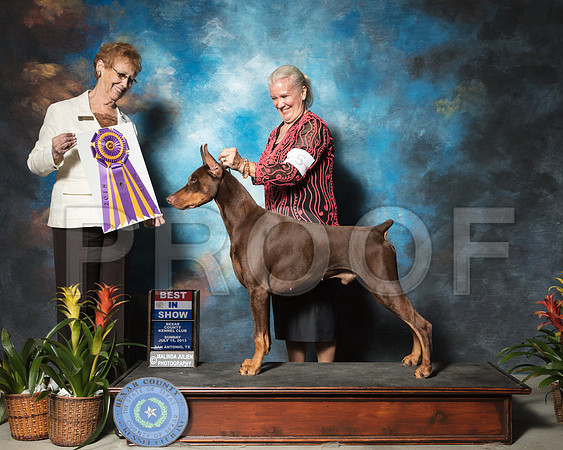 Doberman Pinscher #5 Sun BISS Field Miller Jeanne Judge Pat HastingsSSR_2715-SnAntonio2018-HR3