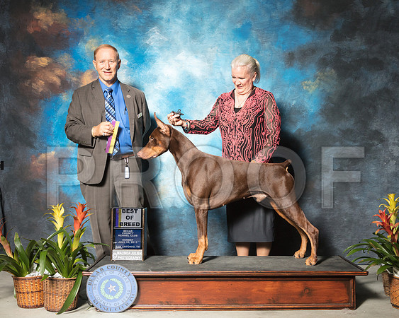 Doberman Pinscher #5 Sun BOB Field Miller Jeanne Judge James FrederiksenSSR_2889-SnAntonio2018-HR3