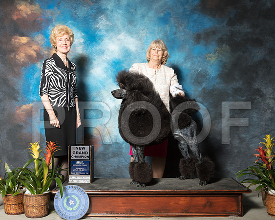 Poodle Standard #26 Sun NGCh Whitley Saundra Elizabeth Brown Judge June PentaSSR_2612-SnAntonio2018-HR3