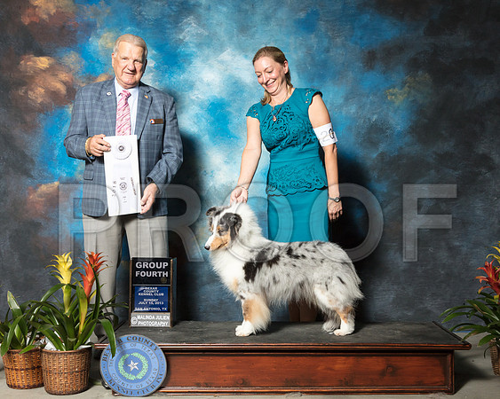 Shetland Sheepdog #20 Sun G4 Rainosek Nancy Judge James NoeSSR_2681-SnAntonio2018-HR3