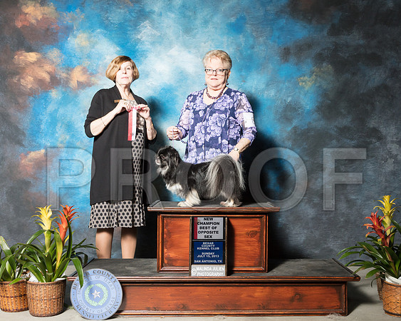 Tibetan Spaniel #8 Sun BOS Marler Melinda Judge Dr Wanda SpediacciSSR_2623-SnAntonio2018-HR3