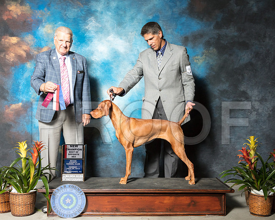 Vizsla #14 Sun BOS NCh Chavez Miguel Rita W Linda Durham Judge James NoeSSR_2555-SnAntonio2018-HR3